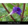 Ipomée volubilis - IPOMEA PURPUREA