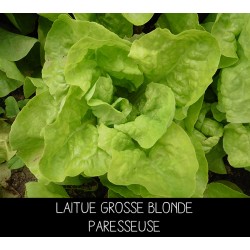 Laitue grosse blonde paresseuse