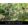Scabieuse étoilée - SCABIOSA SP