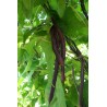 Haricot violet filet à ramer - PHASEOLUS VULGARIS