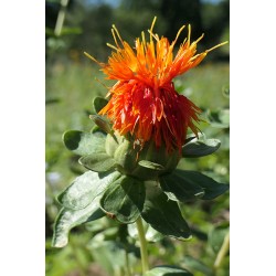 Carthame des teinturiers - CARTHAMUS TINCTORIUS