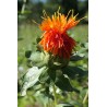 Carthame des teinturiers - CARTHAMUS TINCTORIUS