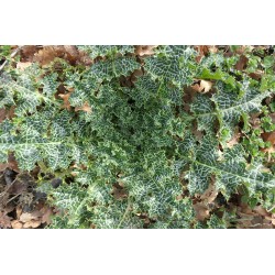 Chardon marie - SILYBUM MARIANUM
