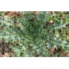 Chardon marie - SILYBUM MARIANUM