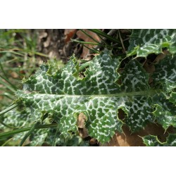 Chardon marie - SILYBUM MARIANUM