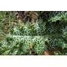 Chardon marie - SILYBUM MARIANUM