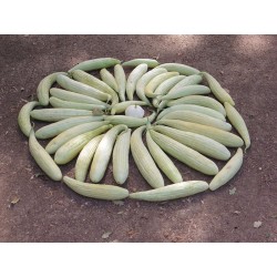 Concombre d’Arménie - CUCUMIS MELO