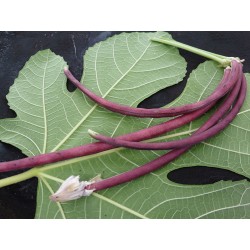 Haricot nain violet