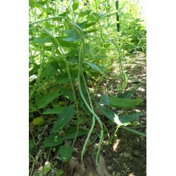 Haricot Dolique Asperge ou Kilomètre