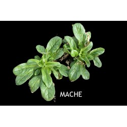 Mâche verte à cœur plein - VALÉRIANELLA LOCUTA