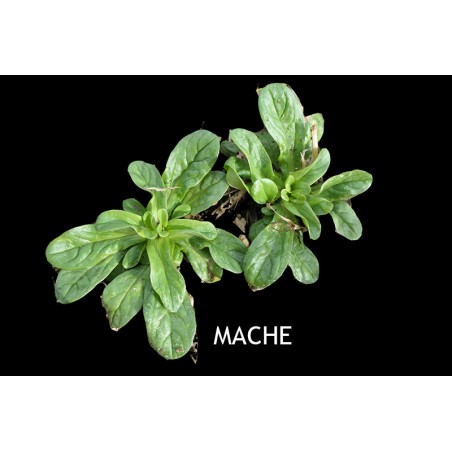 Mâche verte à cœur plein - VALÉRIANELLA LOCUTA