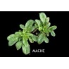 Mâche verte à cœur plein - VALÉRIANELLA LOCUTA