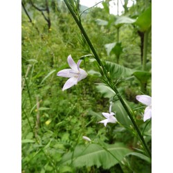 Campanule raiponce - CAMPANULA RAPONCULUS