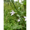 Campanule raiponce - CAMPANULA RAPONCULUS
