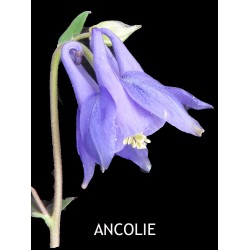 Ancolie Commune