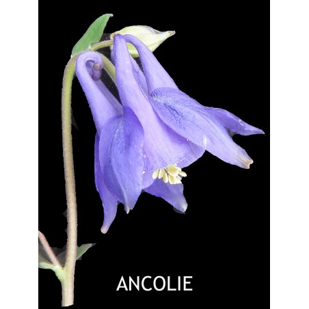 Ancolie Commune