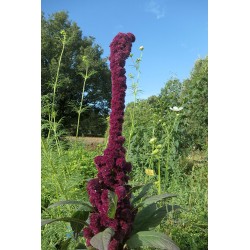 Amarante trompe d’éléphant - AMARANTHUS HYBRIDUS