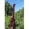 Amarante trompe d’éléphant - AMARANTHUS HYBRIDUS
