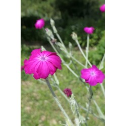 Coquelourde des jardins - LYCHNIS CORONARIA