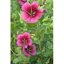 Malopeà 3 lobes MALOPE TRIFIDA
