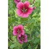 Malopeà 3 lobes MALOPE TRIFIDA
