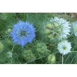 Nigelle de Damas - NIGELL A DAMASICA