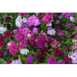 Œillet de poète - DIANTHUS  BARBATUS