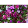 Œillet de poète - DIANTHUS  BARBATUS
