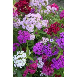 Œillet de poète - DIANTHUS  BARBATUS