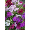 Œillet de poète - DIANTHUS  BARBATUS