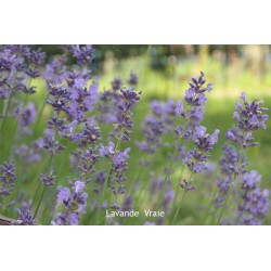 Lavande vraie - LAVENDULA VERA