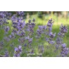 Lavande vraie - LAVENDULA VERA