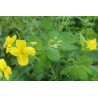 Chélidoine officinale vivace - CHELIDONIUM MAJUS