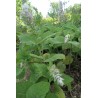 Sauge sclarée vivace - SALVIA SCL AREA