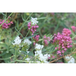 Lilas d’Espagne ou centranthe - CENTRENTHUS RUBER