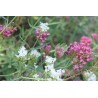 Lilas d’Espagne ou centranthe - CENTRENTHUS RUBER