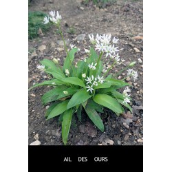 Ail des Ours