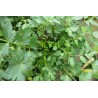 Céleri à couper Apium Graveolens