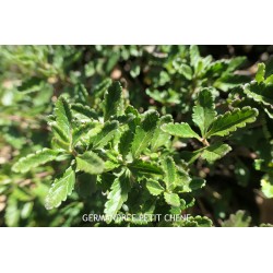 Germandrée Petit Chêne TEUCRIUM CHAMAEDRIS