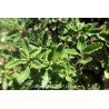 Germandrée Petit Chêne TEUCRIUM CHAMAEDRIS