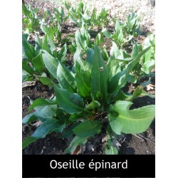 Oseille épinard (rumex patienta)