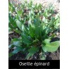 Oseille épinard (rumex patienta)