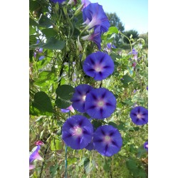 Ipomée volubilis - IPOMEA PURPUREA