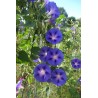 Ipomée volubilis - IPOMEA PURPUREA