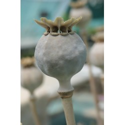 Pavot somnifère à pétales laciniés - PAPAVER SOMNIFERUM