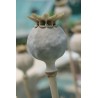 Pavot somnifère à pétales laciniés - PAPAVER SOMNIFERUM