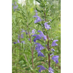 Dracocéphale de Moldavie -Melisse turque DRACOCEPHALUS MOLDAVICA