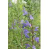 Dracocéphale de Moldavie -Melisse turque DRACOCEPHALUS MOLDAVICA