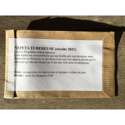 Nepeta Tubéreuse - NEPETA TUBEROSA