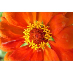 Zinnia à grande fleur